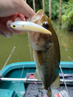 ラージマウスバスの釣果