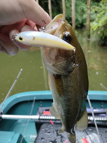 ブラックバスの釣果