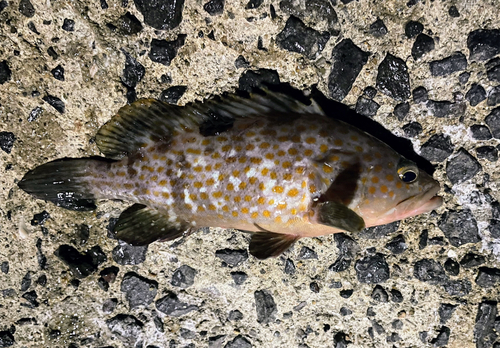 チャイロマルハタの釣果