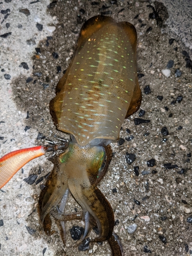 アオリイカの釣果