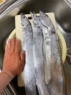 タチウオの釣果