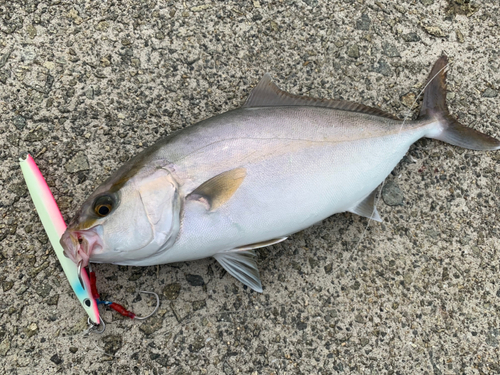 カンパチの釣果