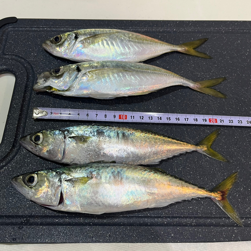 アジの釣果