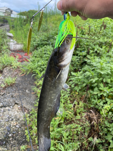 ナマズの釣果