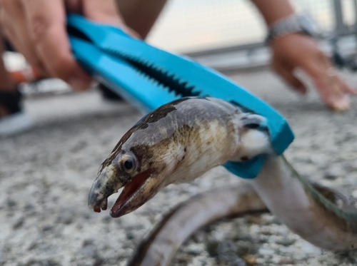 ホタテウミヘビの釣果