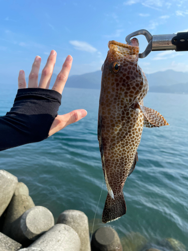 オオモンハタの釣果