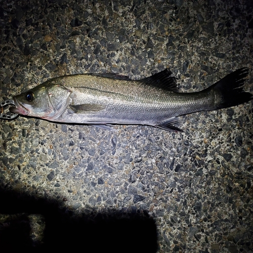 フッコ（マルスズキ）の釣果