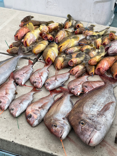 マダイの釣果