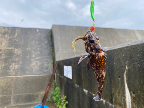 オウゴンムラソイの釣果