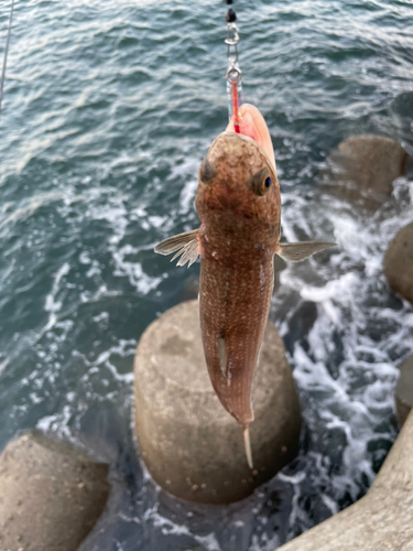 エソの釣果