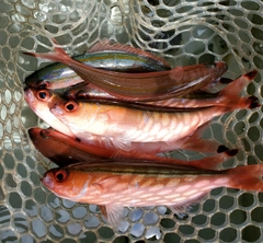 タカサゴの釣果