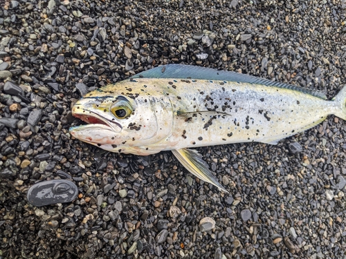 シイラの釣果