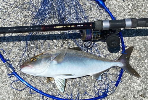 ネイリの釣果