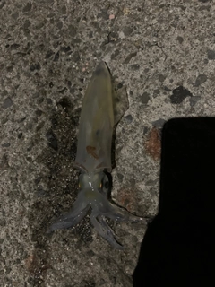 イカの釣果