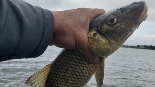 ニゴイの釣果