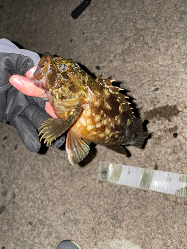 カサゴの釣果