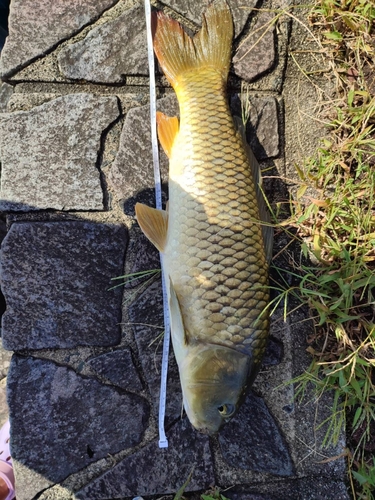 コイの釣果