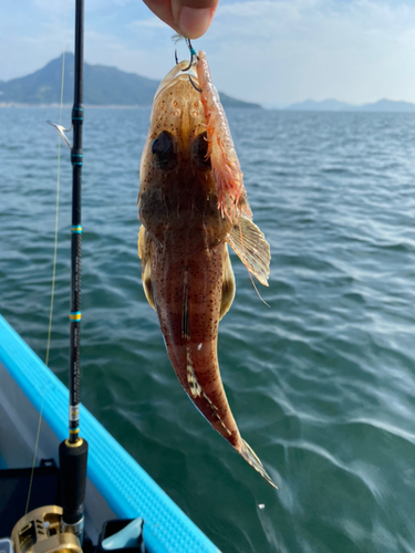 コチの釣果