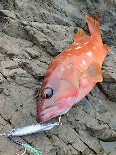 アカハタの釣果