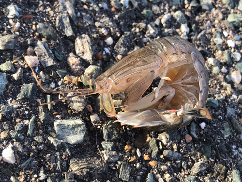 シャコの釣果