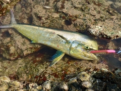 シイラの釣果