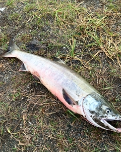 アキアジの釣果