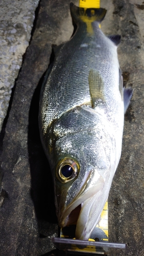 フッコ（ヒラスズキ）の釣果