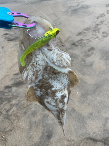 マゴチの釣果