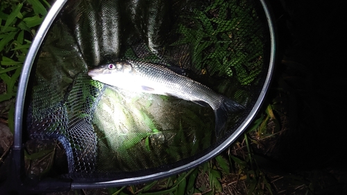 ニゴイの釣果