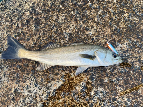 マルスズキの釣果