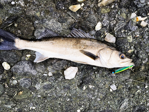 マルスズキの釣果