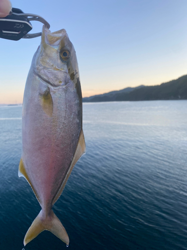 ネリゴの釣果