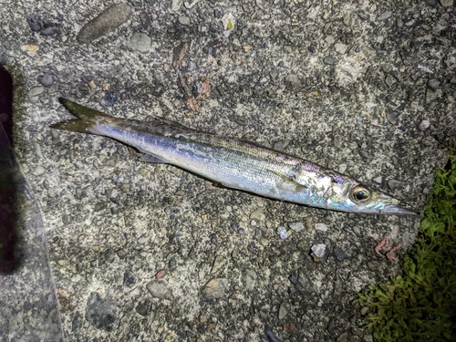 カマスの釣果