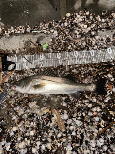 シーバスの釣果