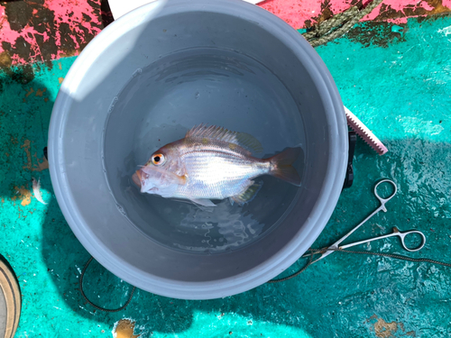 レンコダイの釣果