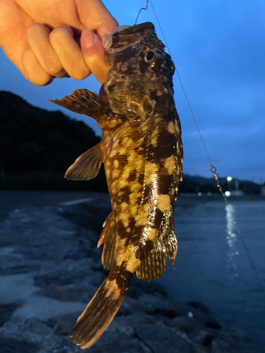 カサゴの釣果