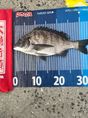 チヌの釣果