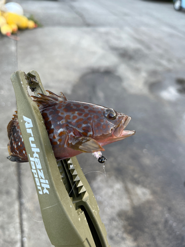 キジハタの釣果