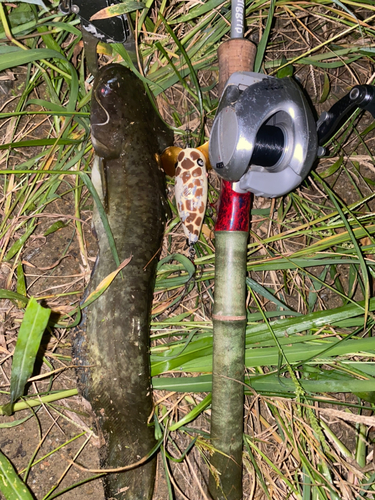 ナマズの釣果