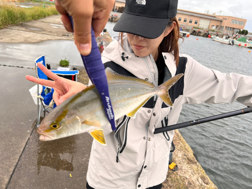 ショゴの釣果