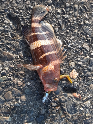 アオハタの釣果