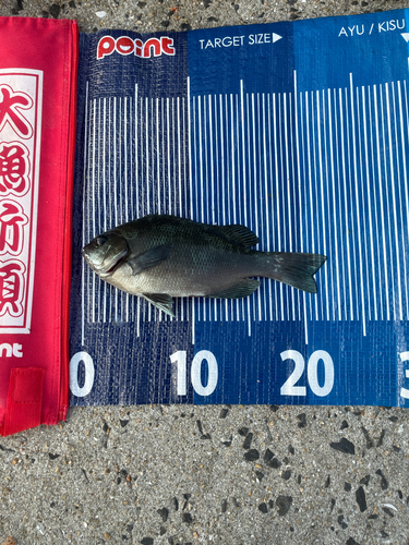 メジナの釣果