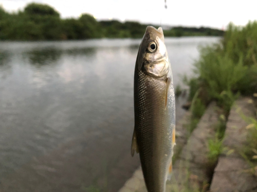 ウグイの釣果