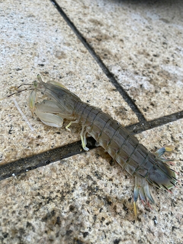 シャコの釣果