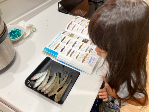 マハゼの釣果