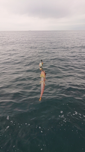 アカハタの釣果