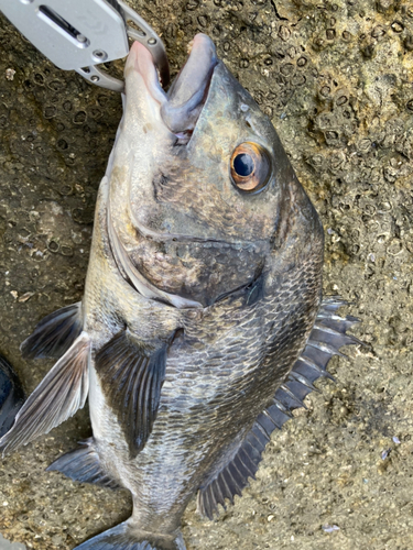 チヌの釣果