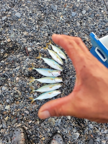 ショゴの釣果