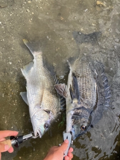 チヌの釣果