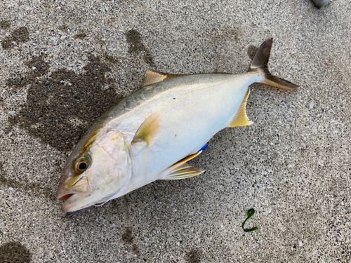 ショゴの釣果